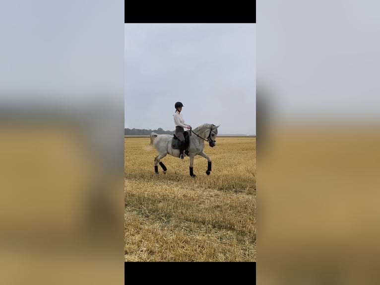 Straight Egyptian Gelding 21 years Gray in Gera