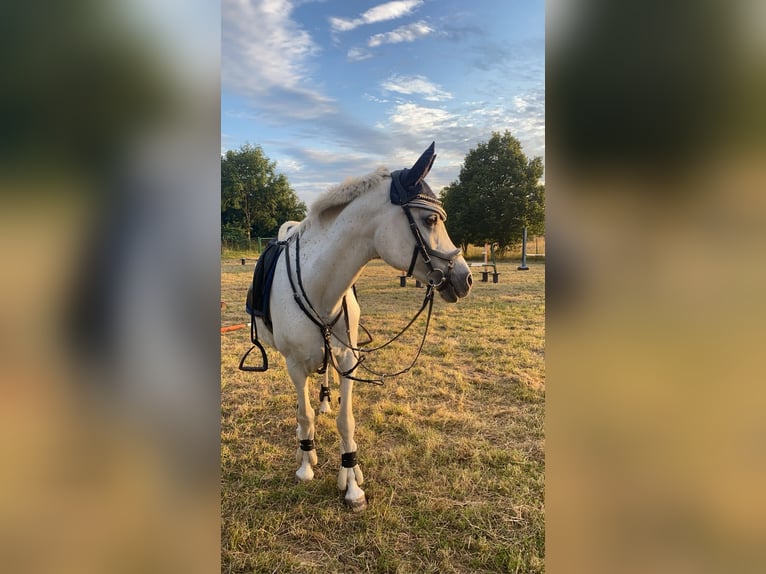 Straight Egyptian Gelding 22 years Gray in Gera