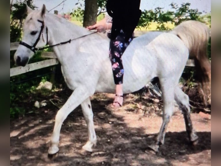 Straight Egyptian Gelding 23 years 14,2 hh Gray in Stade