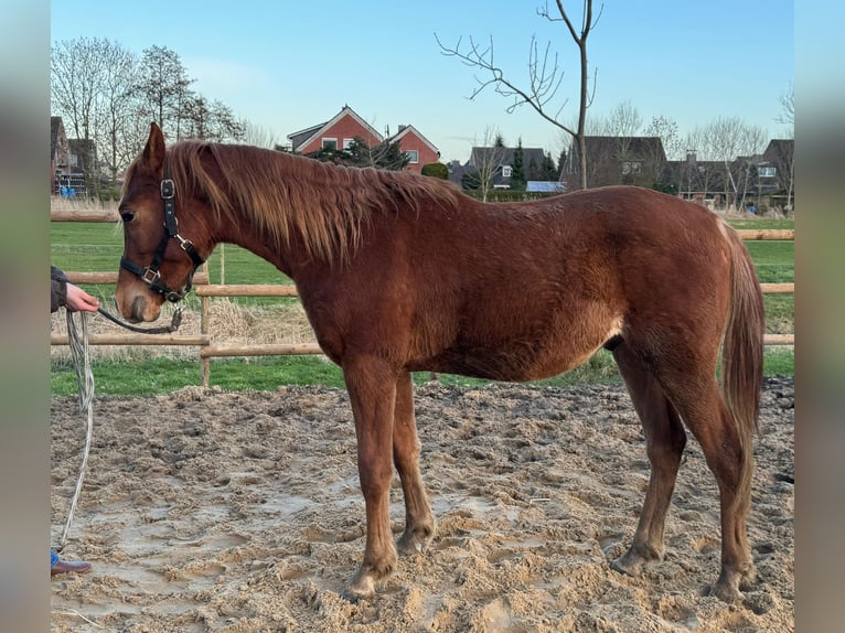 Straight Egyptian Gelding 2 years 14,3 hh Chestnut in Engelschoff