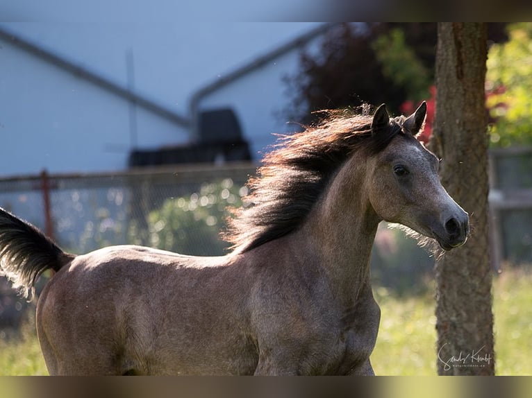 Straight Egyptian Gelding 2 years 15,1 hh Can be white in Blankenhain