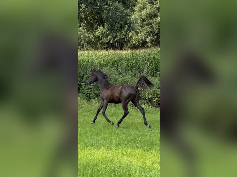 Straight Egyptian Gelding 2 years Black in Mengen