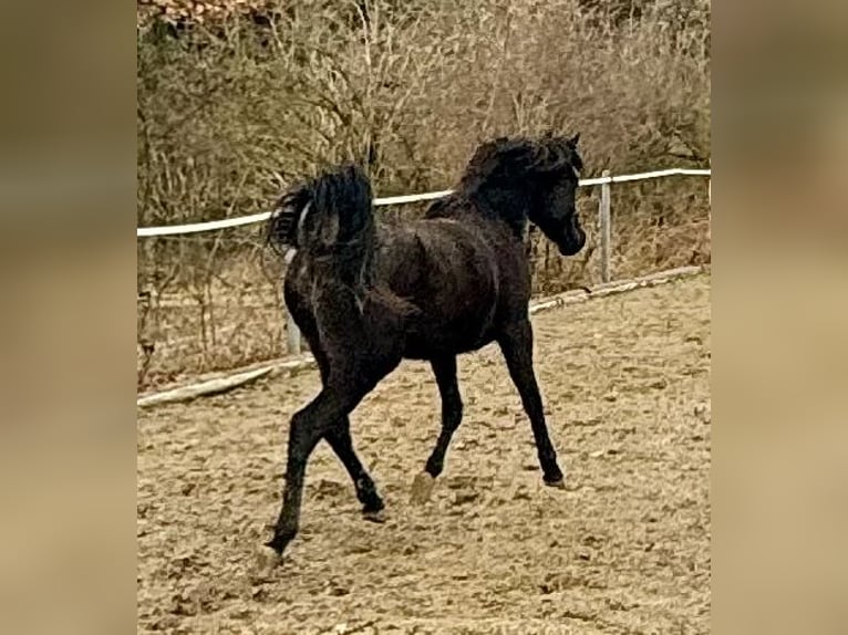 Straight Egyptian Gelding 2 years Black in Mengen