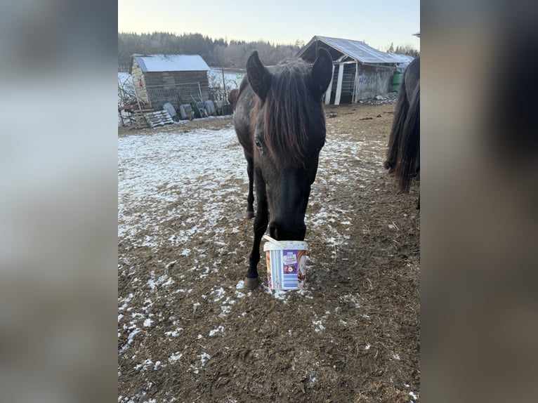 Straight Egyptian Gelding 2 years Black in Mengen