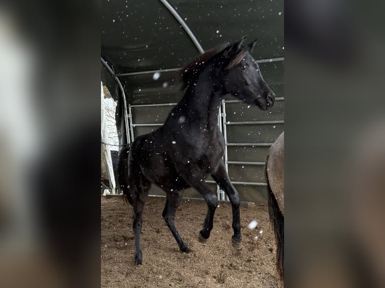 Straight Egyptian Gelding 2 years Black in Mengen
