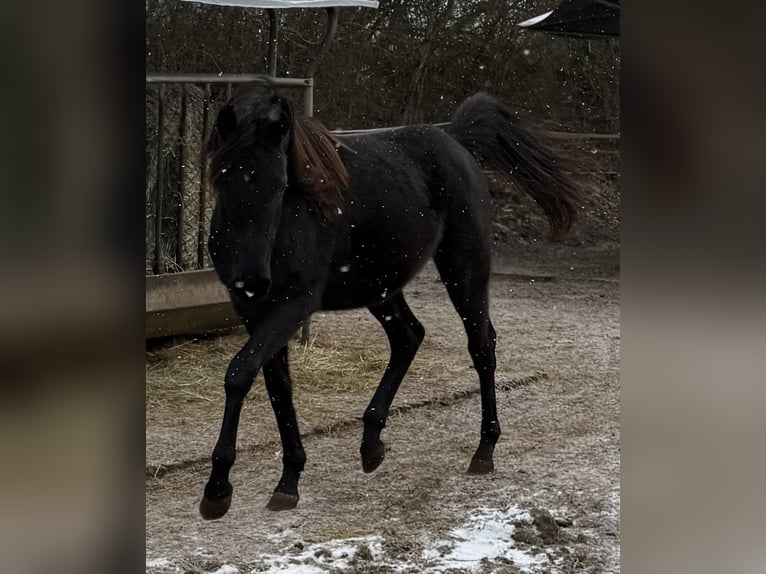 Straight Egyptian Gelding 2 years Black in Mengen