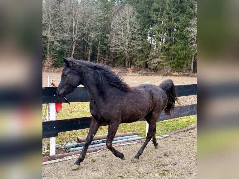 Straight Egyptian Gelding 2 years Black in Mengen