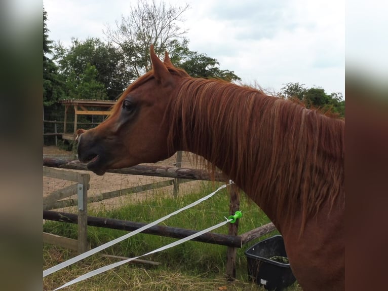 Straight Egyptian Gelding 3 years 14.2 hh Chestnut-Red in Erftstadt