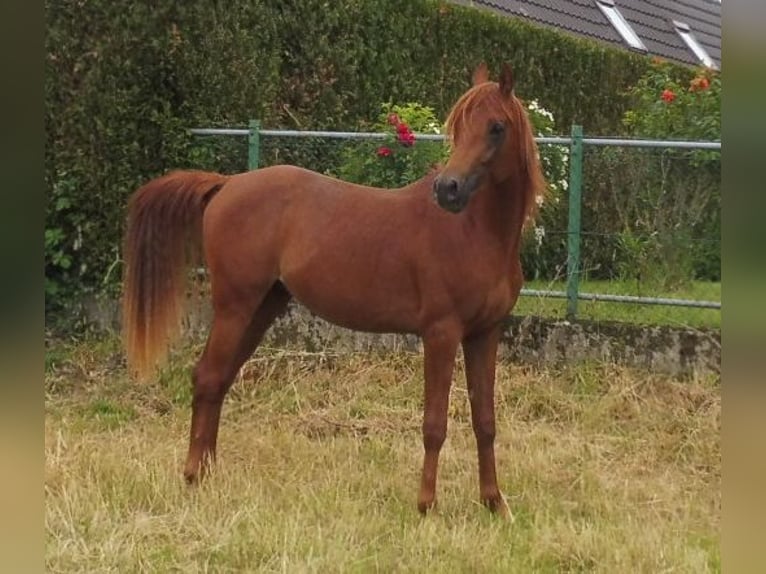 Straight Egyptian Gelding 3 years 14.2 hh Chestnut-Red in Erftstadt