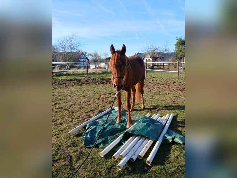 Straight Egyptian Gelding 3 years 14,2 hh Chestnut-Red in Erftstadt