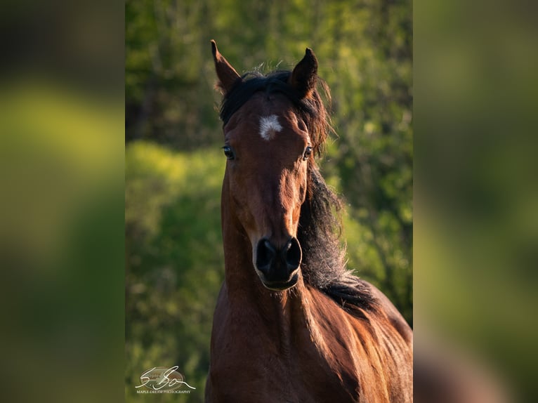 Straight Egyptian Gelding 3 years 15 hh Brown in Biesdorf