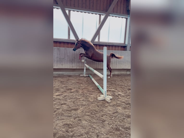Straight Egyptian Gelding 3 years 15 hh Chestnut-Red in Wilburgstetten
