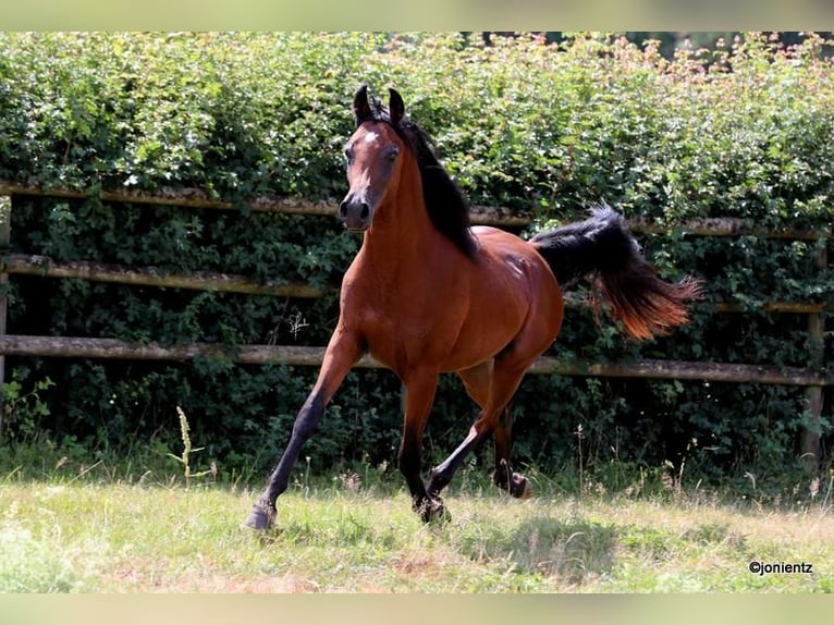 Straight Egyptian Gelding 3 years 15,1 hh Brown in Wassertrüdingen