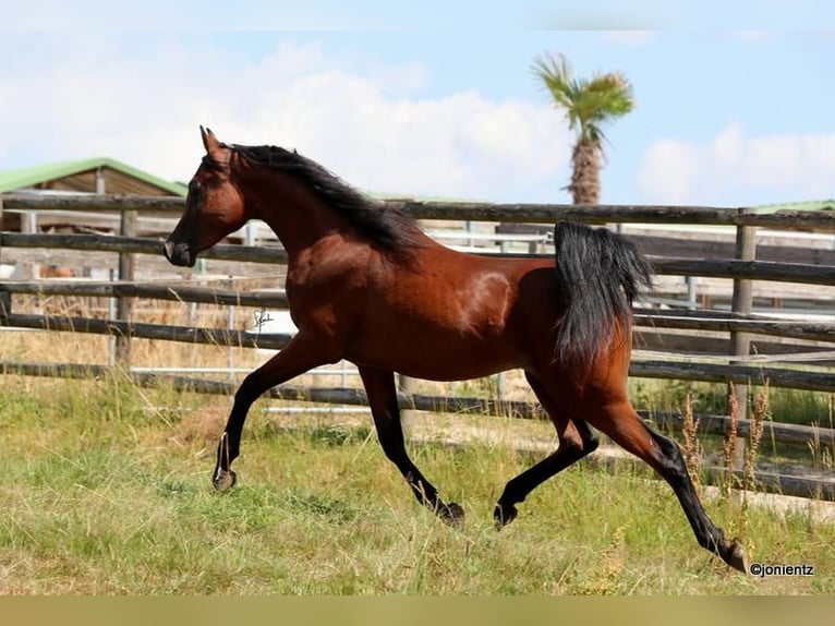 Straight Egyptian Gelding 3 years 15,1 hh Brown in Wassertrüdingen