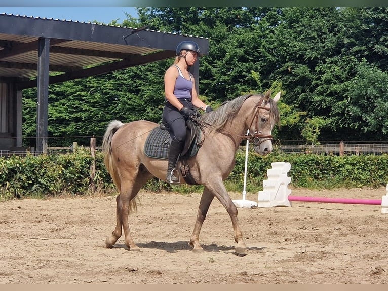 Straight Egyptian Gelding 3 years 15,1 hh Gray-Fleabitten in Willebringen