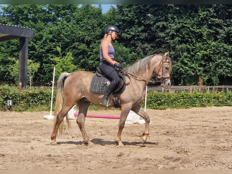 Straight Egyptian Gelding 3 years 15,1 hh Gray-Fleabitten in Willebringen