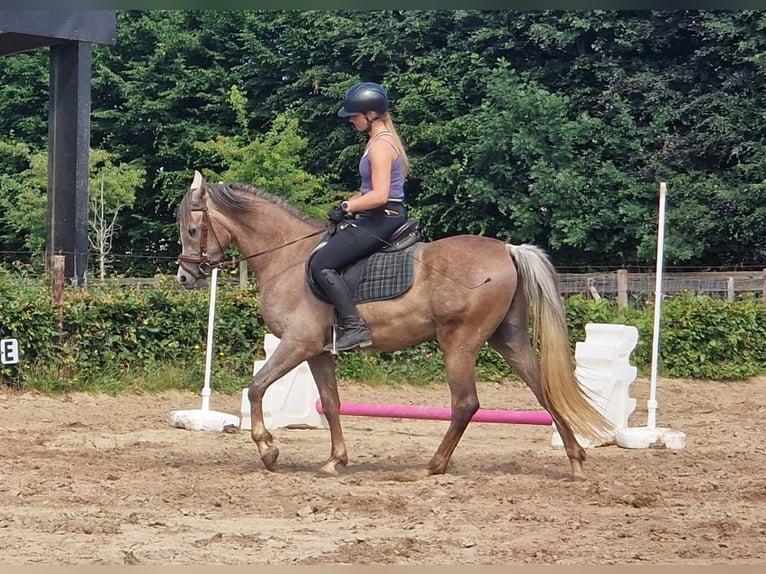 Straight Egyptian Gelding 3 years 15,1 hh Gray-Fleabitten in Willebringen