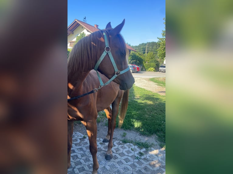Straight Egyptian Gelding 4 years 14,2 hh Chestnut-Red in Lannach
