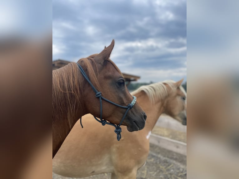 Straight Egyptian Gelding 4 years 14,2 hh Chestnut-Red in Lannach