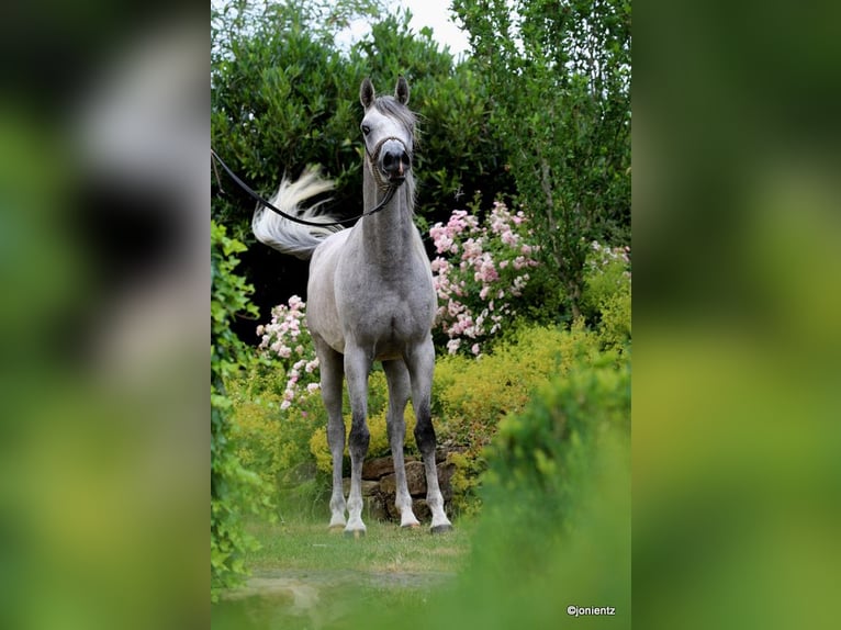 Straight Egyptian Gelding 4 years 15.1 hh Grey in Wassertrüdingen