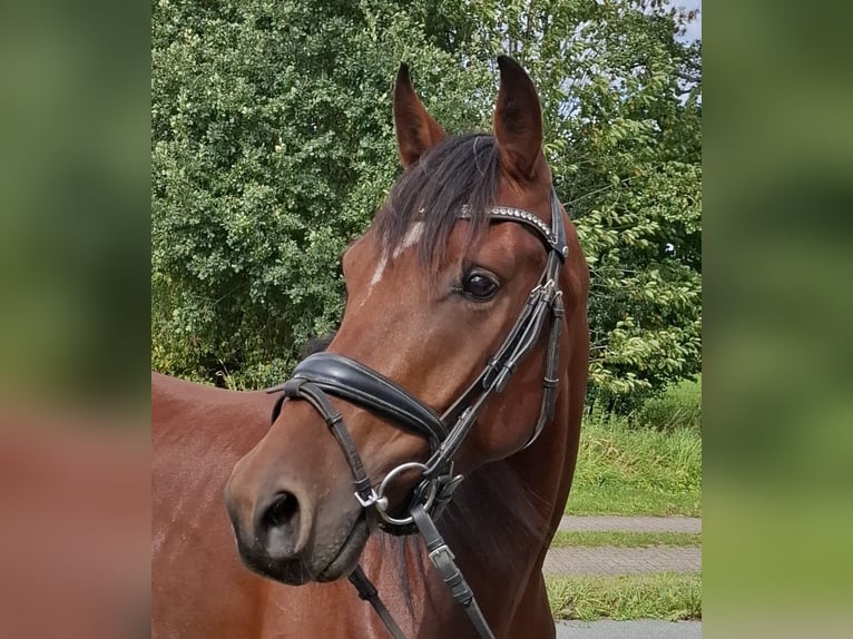 Straight Egyptian Gelding 4 years 15 hh Brown in Putten
