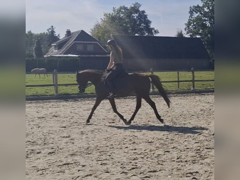 Straight Egyptian Gelding 4 years 15 hh Brown in Putten