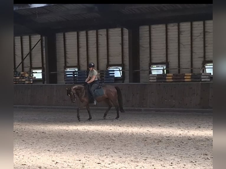 Straight Egyptian Gelding 4 years 15 hh Brown in Putten