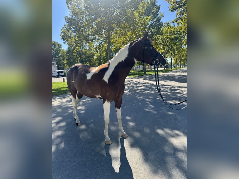 Straight Egyptian Mix Gelding 4 years 15,1 hh Pinto in Ebreichsdorf