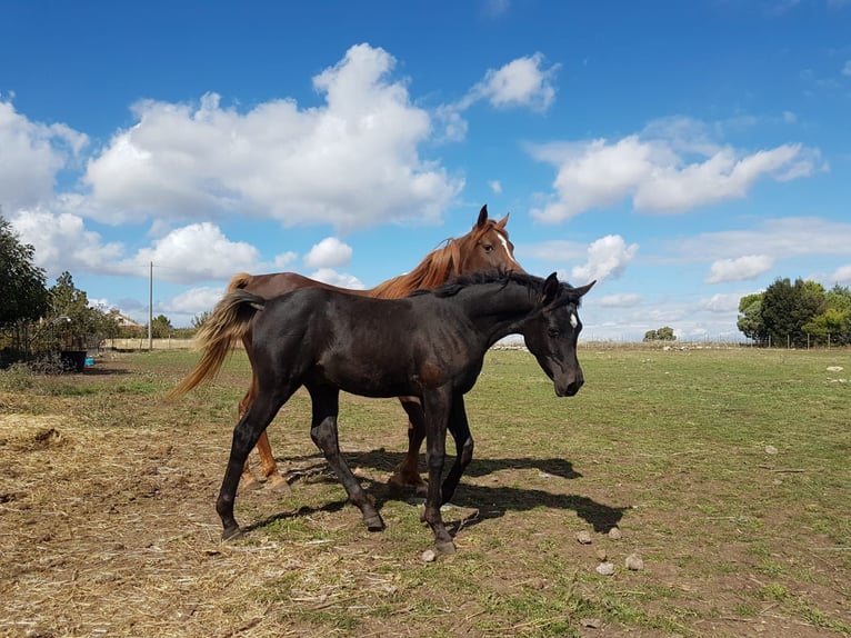 Straight Egyptian Gelding 4 years 15,3 hh Black in Gorla Minore