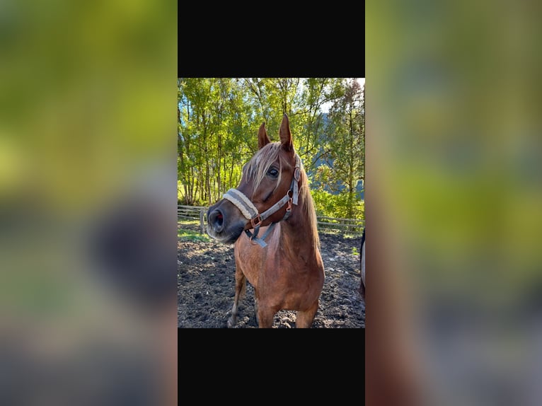 Straight Egyptian Gelding 4 years Chestnut-Red in Sexten