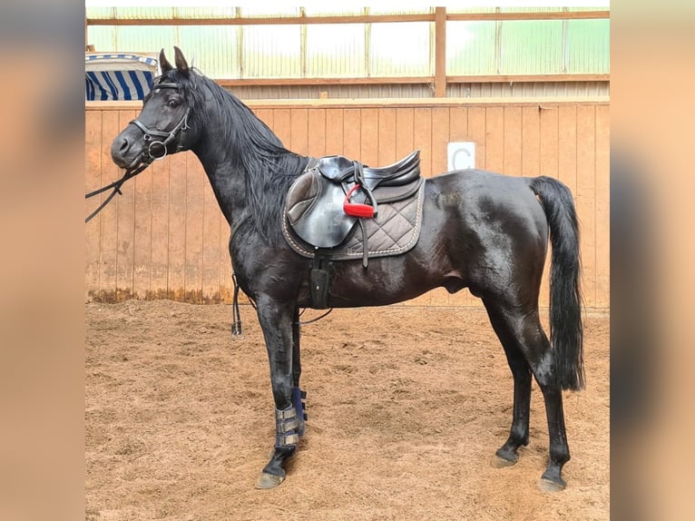 Straight Egyptian Gelding 5 years 14,3 hh Smoky-Black in witzwort