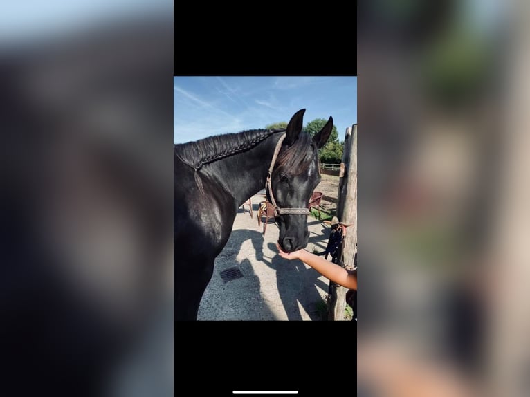 Straight Egyptian Gelding 5 years 14,3 hh Smoky-Black in witzwort