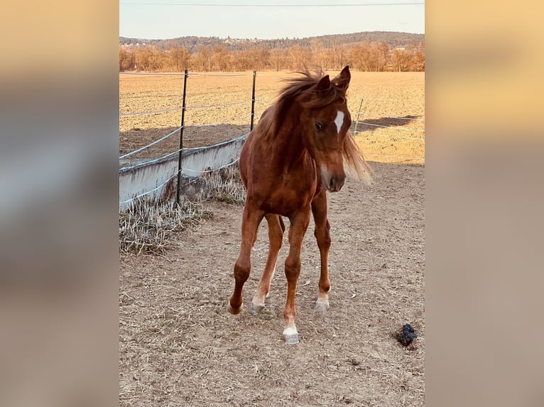 Straight Egyptian Gelding 5 years 14,2 hh Chestnut-Red in Lannach