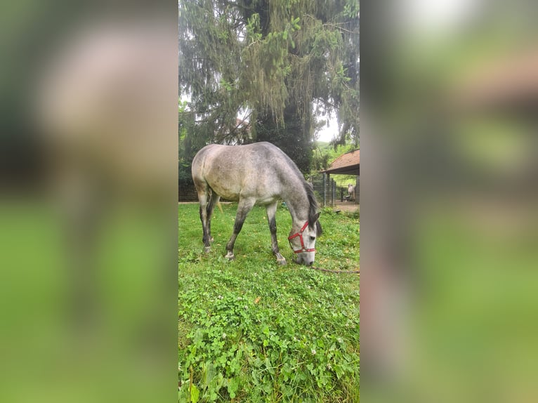 Straight Egyptian Gelding 5 years 15,2 hh Gray-Dapple in Gerabronn