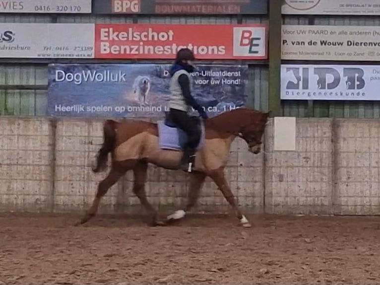 Straight Egyptian Gelding 5 years 15 hh Chestnut-Red in Kaatsheuvel