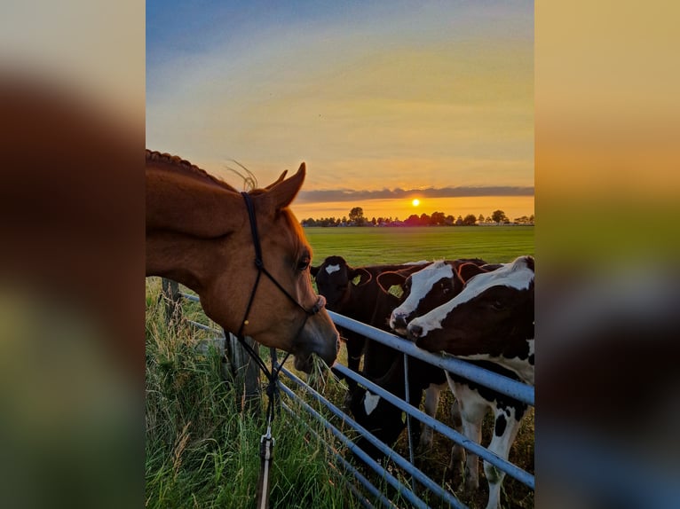 Straight Egyptian Gelding 5 years 15 hh Chestnut-Red in Kaatsheuvel