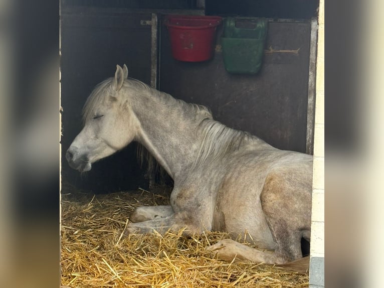 Straight Egyptian Gelding 5 years 15,2 hh Gray in M&#xF6;nchengladbac