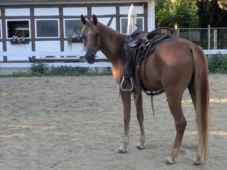 Straight Egyptian Gelding 5 years Chestnut-Red in Bad Salzdetfurth