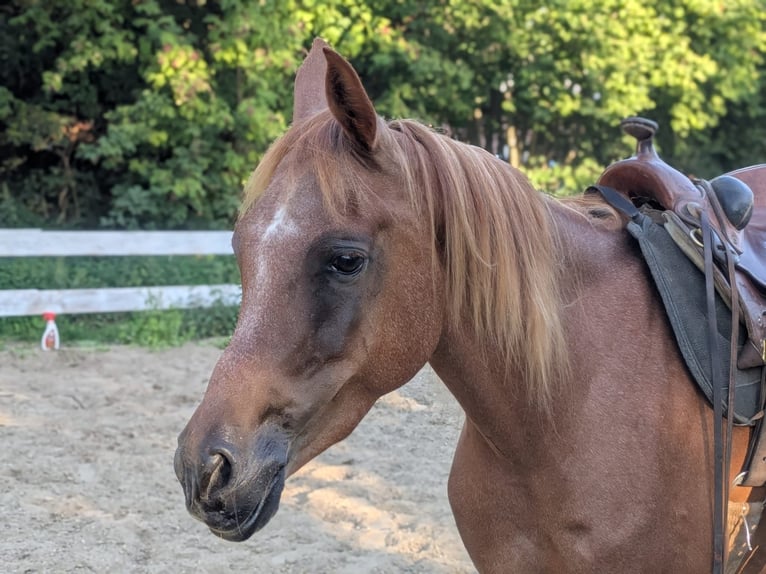Straight Egyptian Gelding 5 years Chestnut-Red in Bad Salzdetfurth