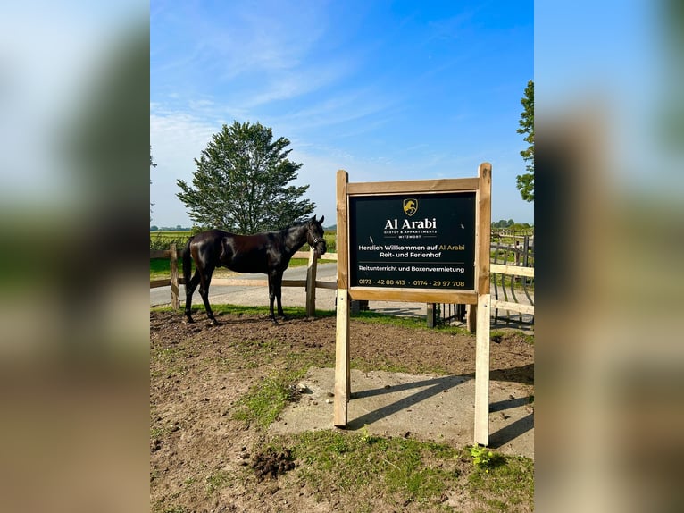 Straight Egyptian Gelding 6 years 14,3 hh Smoky-Black in witzwort