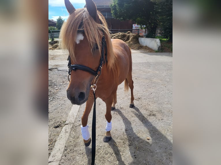 Straight Egyptian Gelding 6 years 14,1 hh Chestnut-Red in Holzkirchen