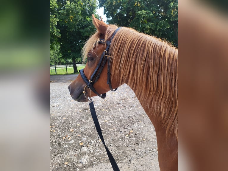 Straight Egyptian Gelding 6 years 14,1 hh Chestnut-Red in Holzkirchen