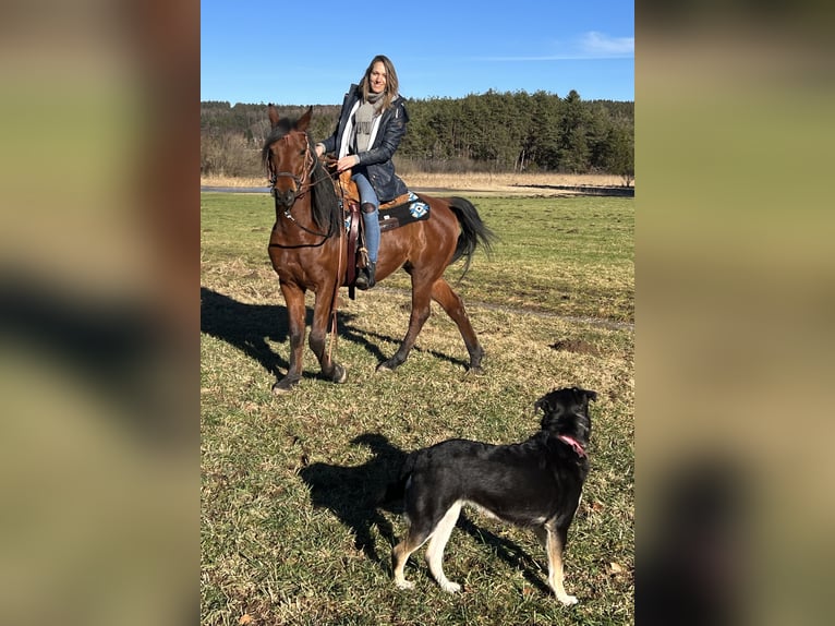 Straight Egyptian Gelding 6 years 15,1 hh Brown in Dorfen bei Icking