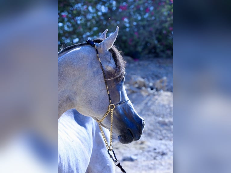 Straight Egyptian Gelding 6 years 15,2 hh White in Giza