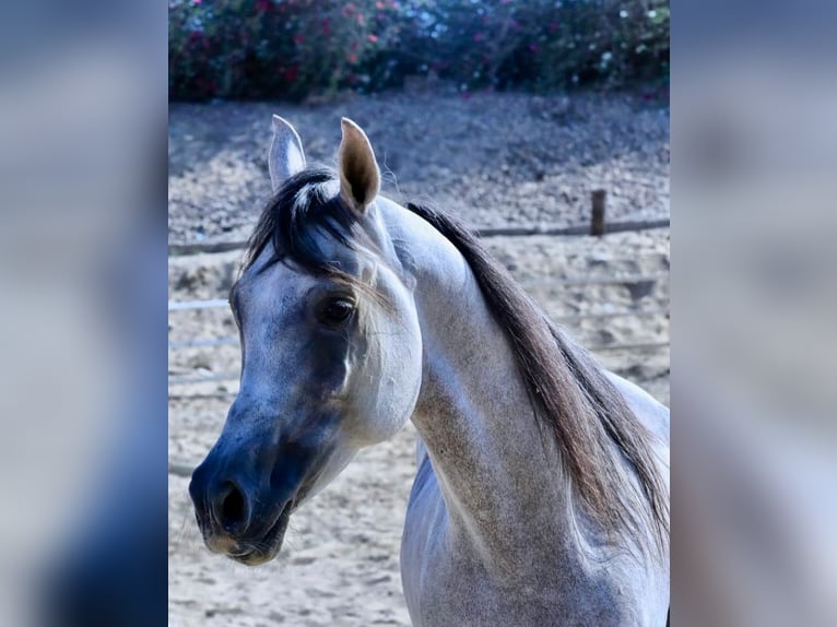 Straight Egyptian Gelding 6 years 15,2 hh White in Giza