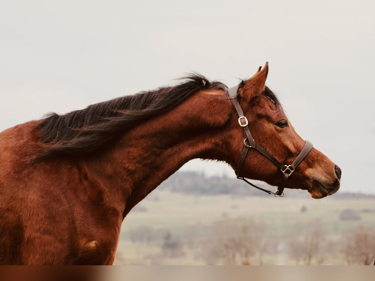 Straight Egyptian Gelding 6 years 15 hh Brown in Ulrichstein