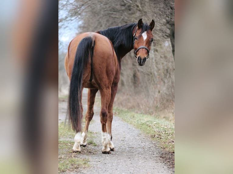 Straight Egyptian Gelding 6 years 15 hh Brown in Ulrichstein