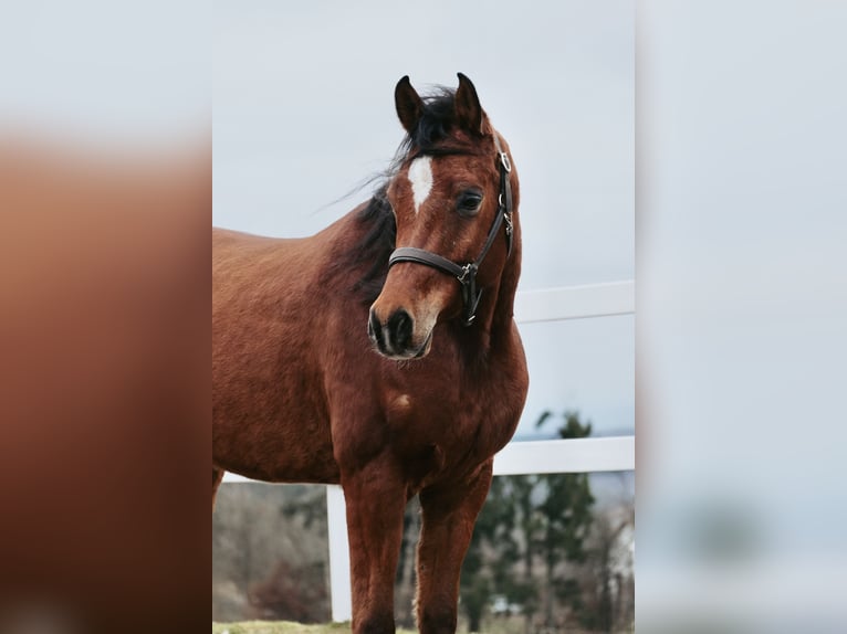 Straight Egyptian Gelding 6 years 15 hh Brown in Ulrichstein