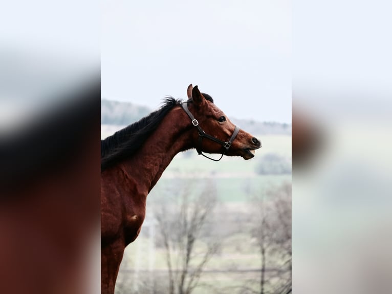 Straight Egyptian Gelding 6 years 15 hh Brown in Ulrichstein