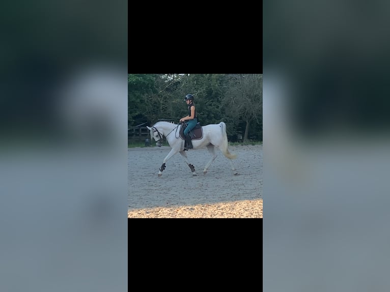 Straight Egyptian Gelding 7 years 14,1 hh Gray in Linkhout